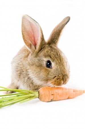 Kaninchen knabbert an Möhre