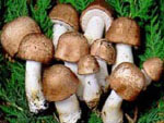 Heilpilz Agaricus