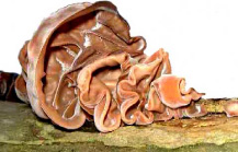 Heilpilz Aricularia
