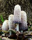 Heilpilz Coprinus