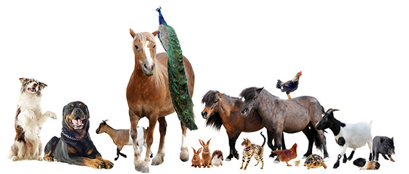 Fotocollage mit vielen verschiedenen Tierarten